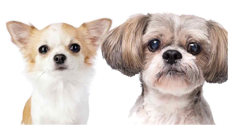Shih Tzu Chihuahua Mix Dog will make for the most adorable combination