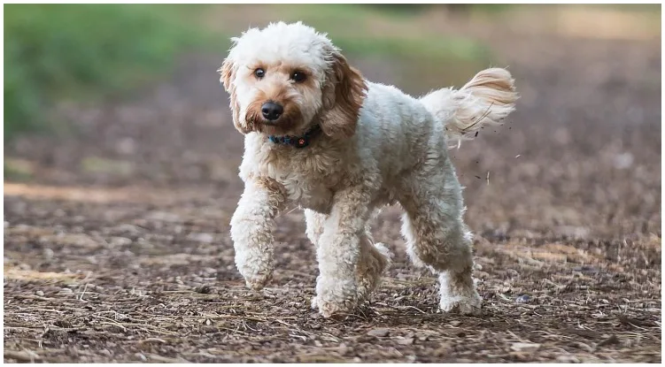 The Cockapoo Club of America advises that you brush and comb their fur regularly.