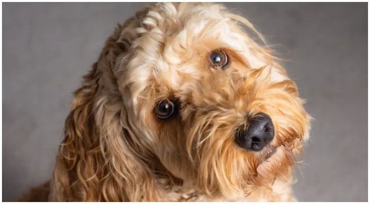 An adorable cocker spaniel poodle mix dog looking at the camera