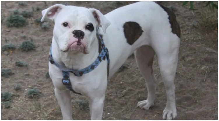 A Colorado Bulldog dog with a leash standing