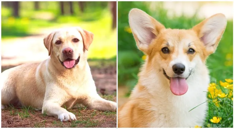 The Labgi is a crossbreed between the Corgi and Labrador dog