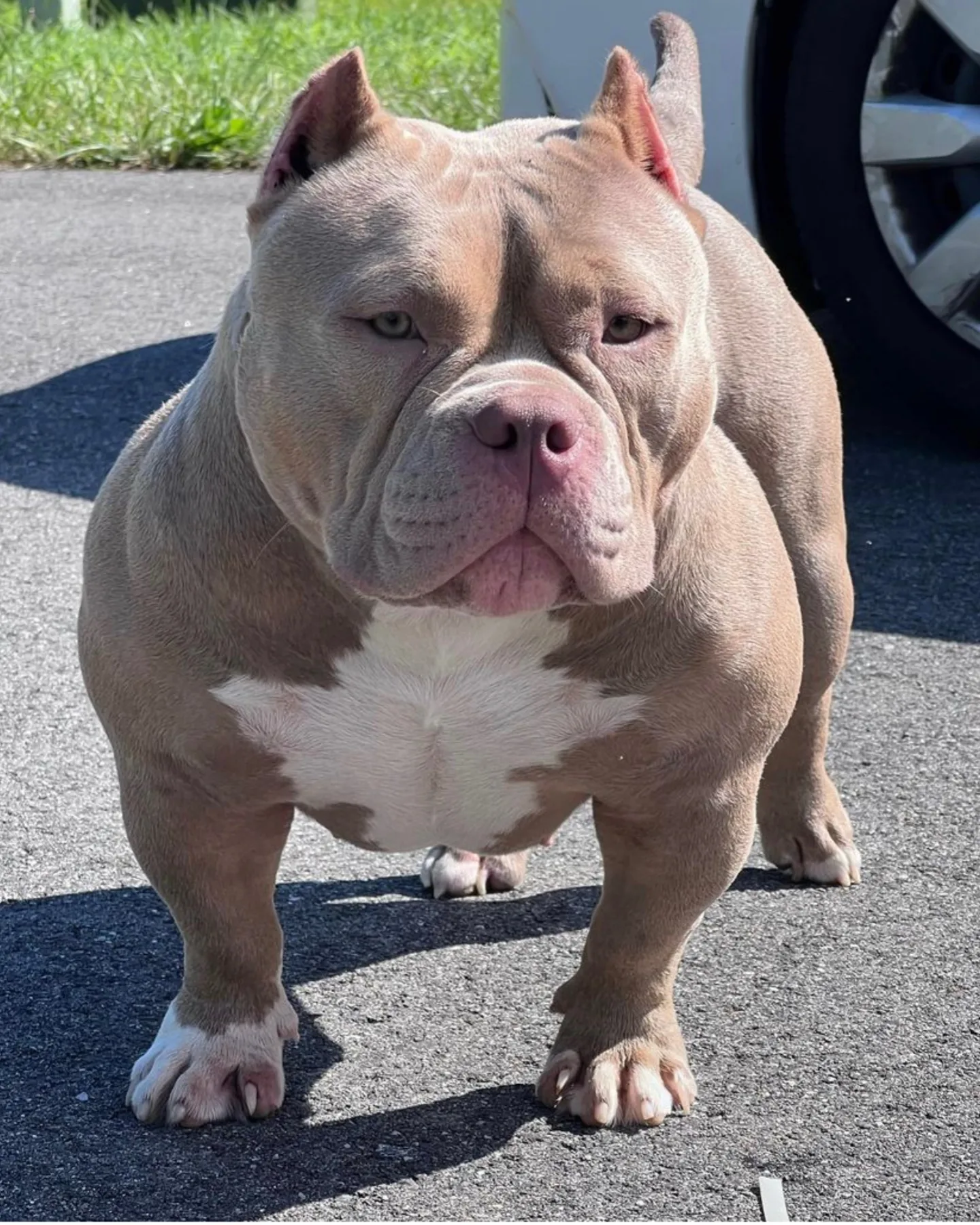 A cream Micro Bully with white markings on his chest