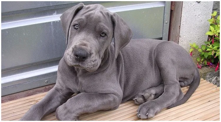 Cute blue great dane laying on the floor