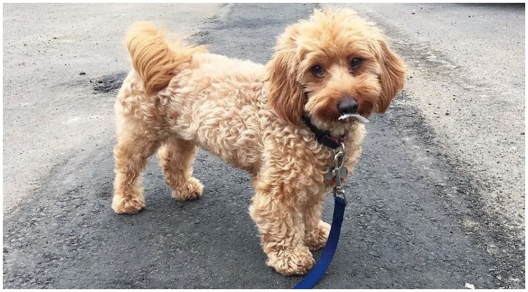 The most adorable Dachshund Poodle Mix having a walk with owner