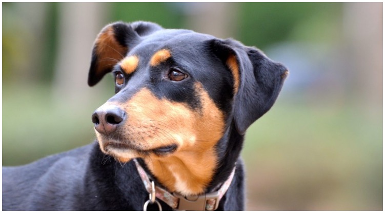 The Doberman Rottweiler Mix is a powerful and large dog