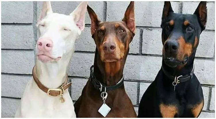 A white Doberman with a red and black one