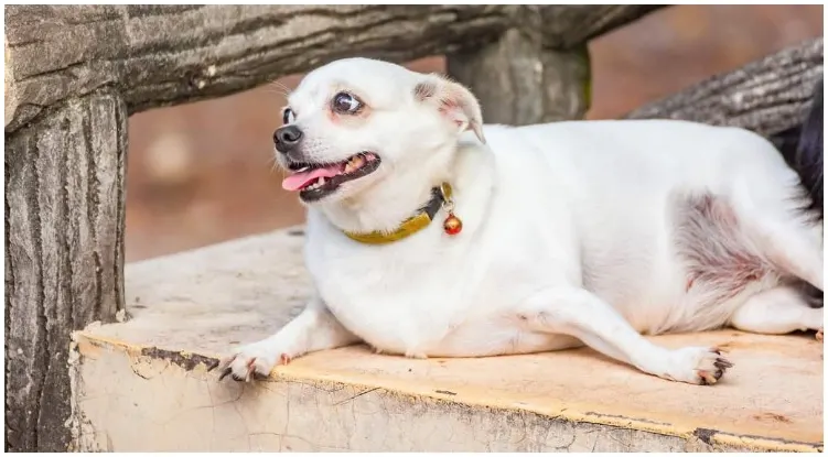 A Fat Chihuahua having trouble breathing due to his weight