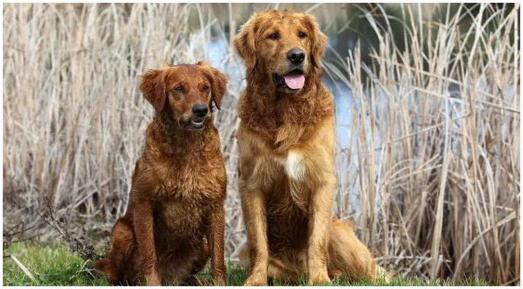 Two Golden Retrievers enjoying their time in nature 