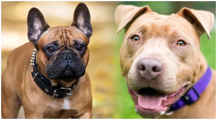 The French Bulldog Pitbull mix is a crossbreed between two dogs