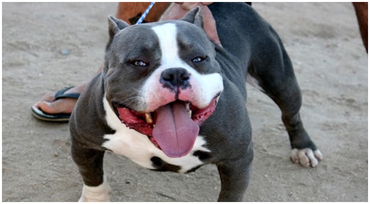 What is a Gotti Pitbull and what makes them so special