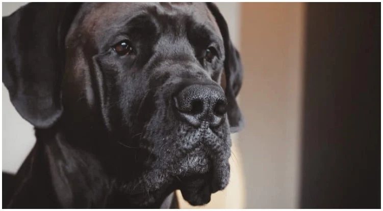 The Great Dane Mastiff Mix dog is truly a gentle giant