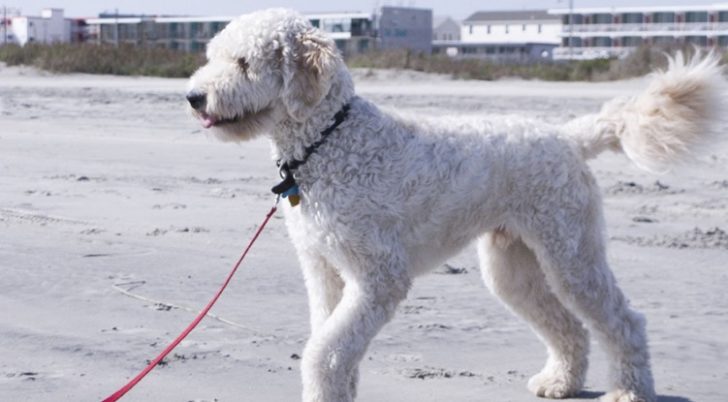 Great Dane Poodle Mix The Confident Canine   Great Dane Poodle Mix  728x402 