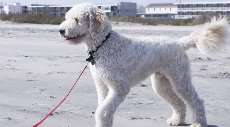 A beautiful great dane poodle mix walking on a leash