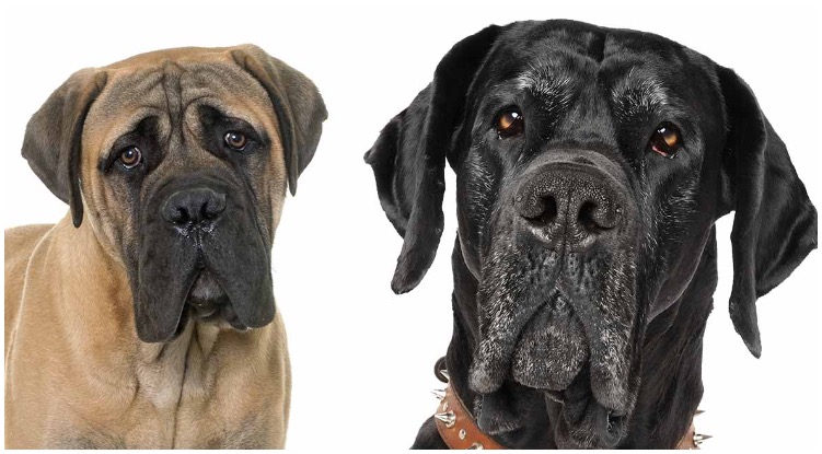 The Great Dane Mastiff Mix is a perfect combination of both parent breeds 