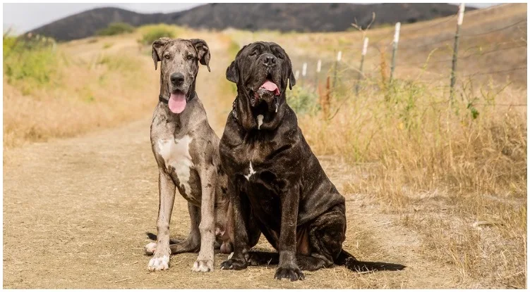 Two dogs standing in a desert 