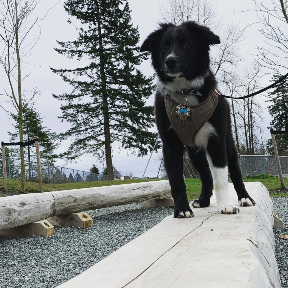 Hanging Tree Dog Enjoy 30 Years of Pure Dog Love (Pictures)