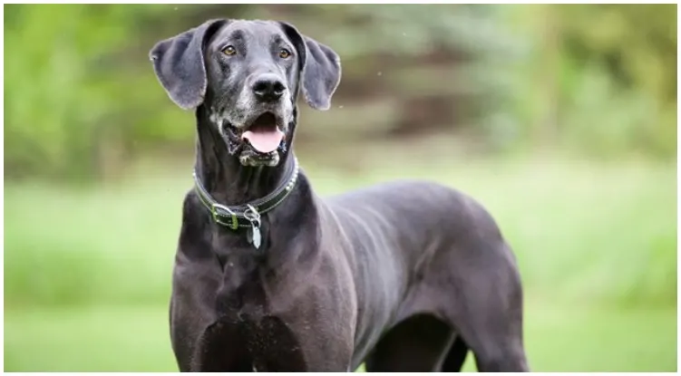 Blue Great Dane