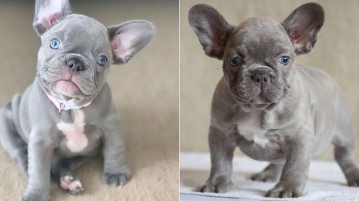 Merle French Bulldog: The unusual Frenchie - Golden Retriever Club