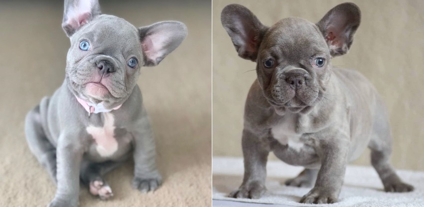 Lilac French Bulldog or the Isabella Frenchie
