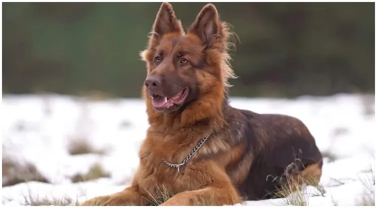 A liver German Shepherd enjoying the snow