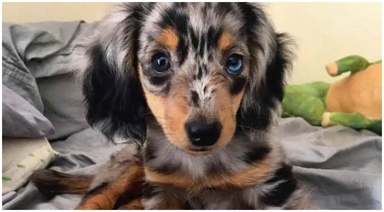 The most adorable long Haired Dapple Dachshund sitting on the bed