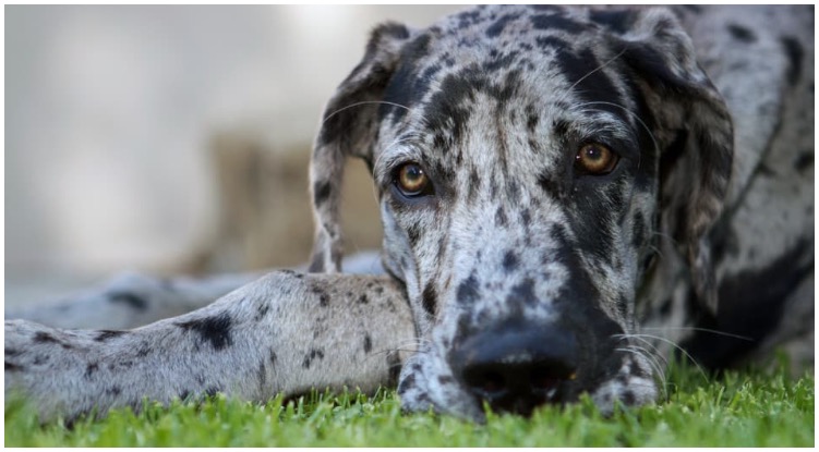 A beautiful merle great dane relaxing on the grass