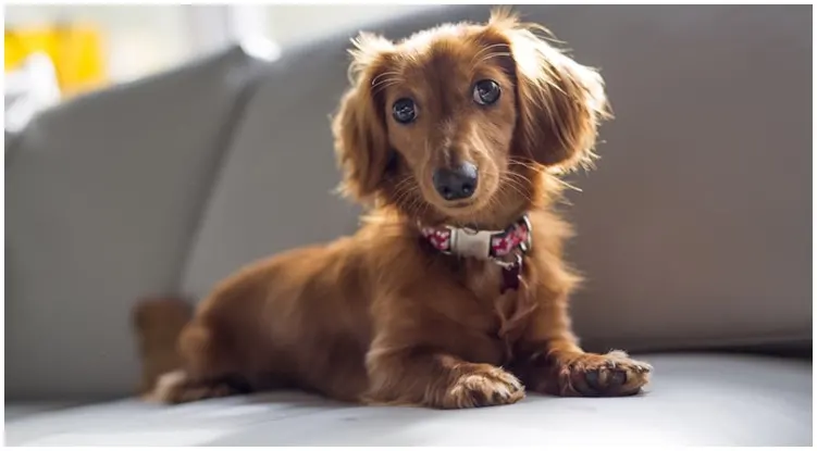 Dog sitting on a couch 