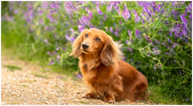The Miniature Long Haired Dachshund smiling in a flower field
