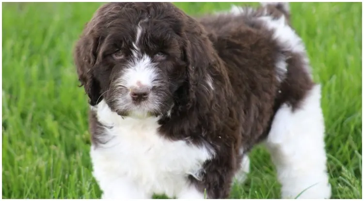 A newfiedoodle being outside enjoying his time