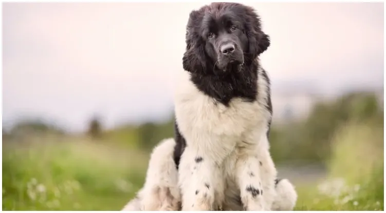 An adorable Newfypoo relaxing in nature