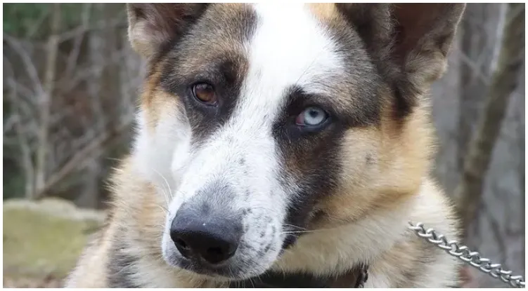 Panda GSD with one blue eye