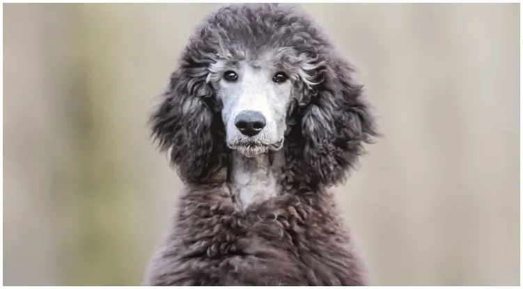 What is a Phantom Poodle and are they rare