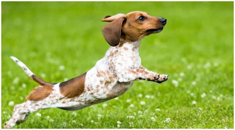 A piebald dachshund jumping on a grass field