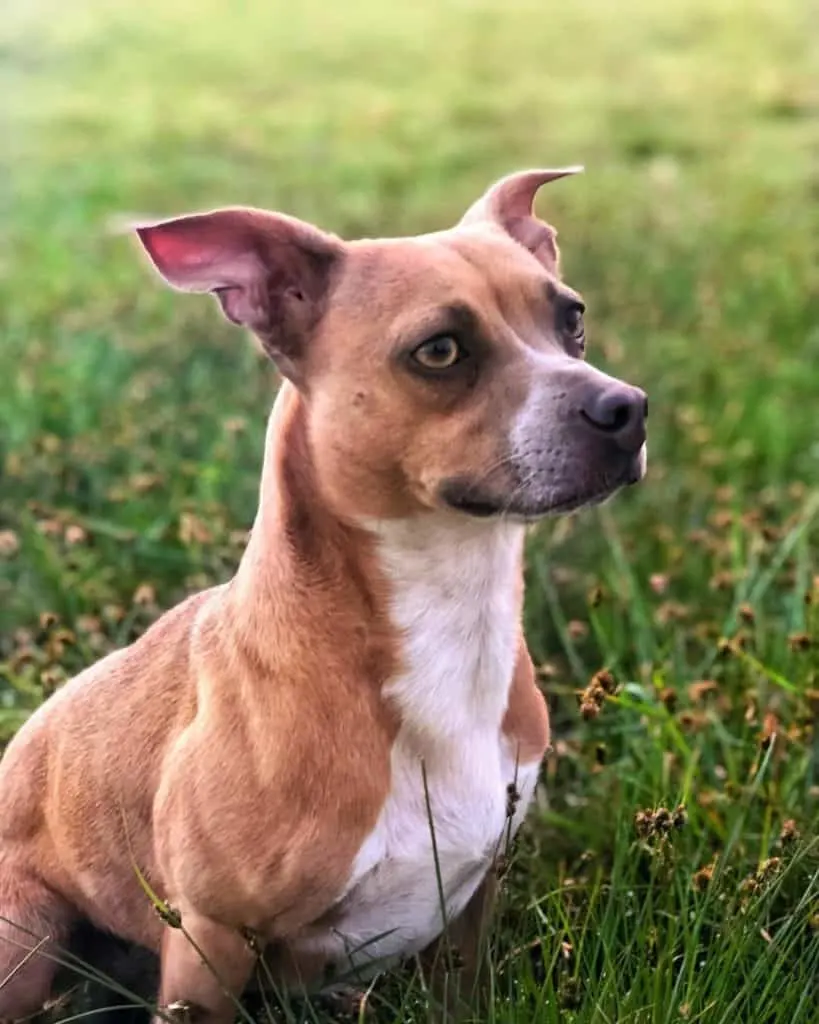 pitbull chihuahua mix