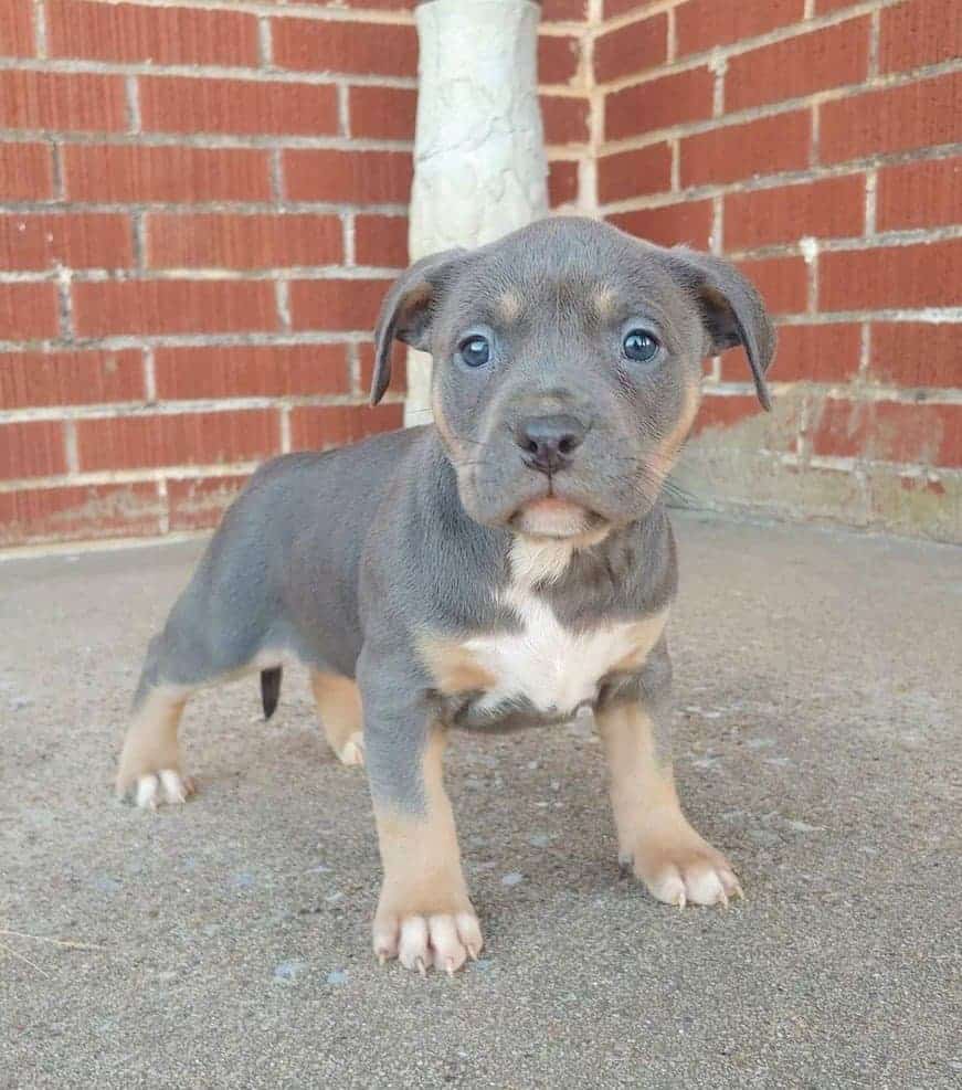 Tri Color Pitbull: Unique And Beautiful - The Goldens Club