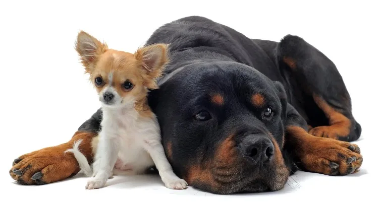 The crossbreed between the Chihuahua and Rottweiler could have any of their parent’s personality traits.