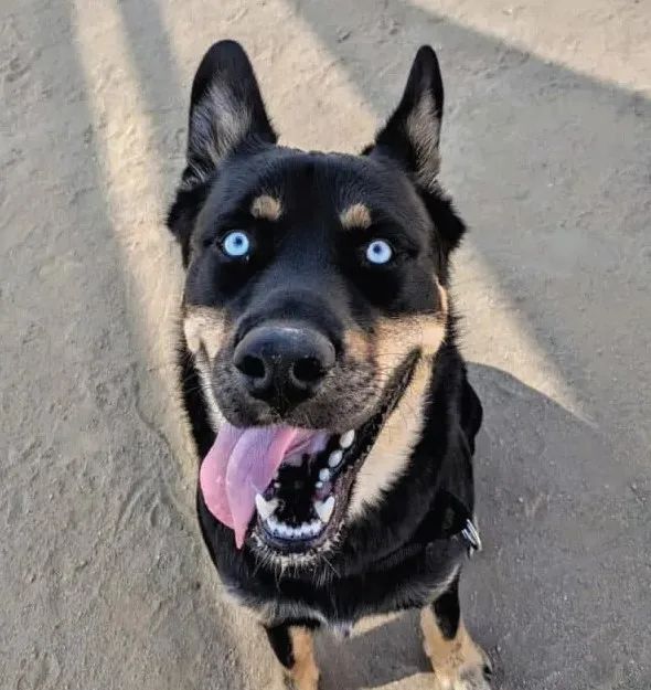 rottie husky mix