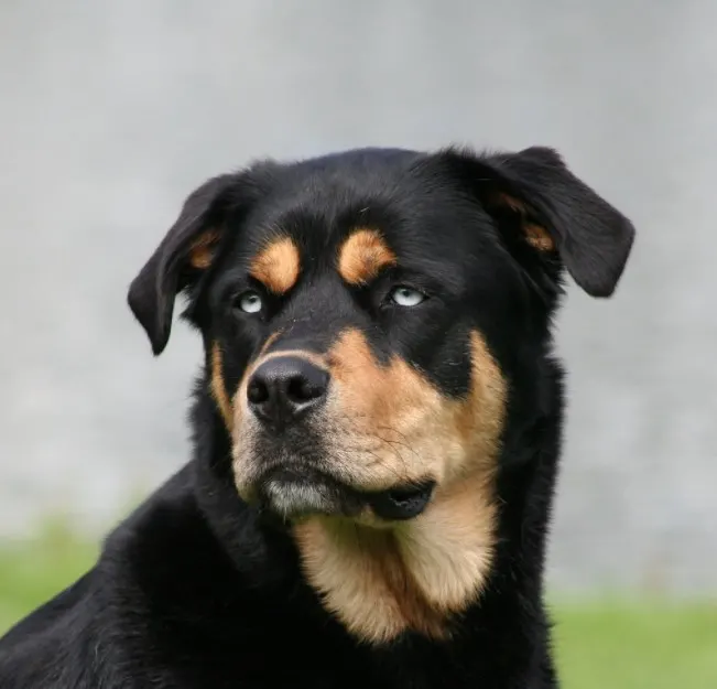 rottweiler husky mix