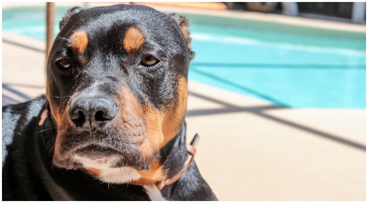 The Rottweiler Pitbull Mix is an intelligent and strong crossbreed