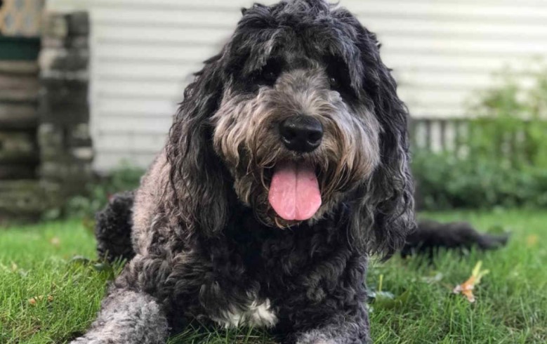 Saint Berdoodle: The gentle giant and family dog