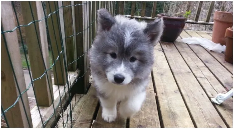 Brown Bear Samoyed Husky Faux Fur (4in Pile)