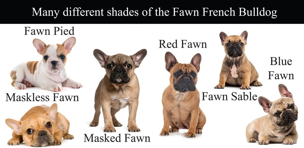 fawn french bulldog