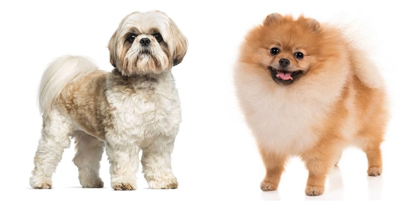 Shih Tzu Pomeranian Mix: The dog for everyone