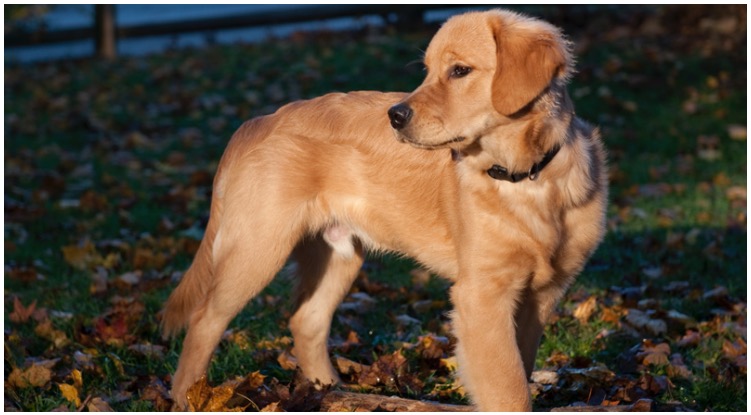 What are Short Hair Golden Retrievers and how do they happen