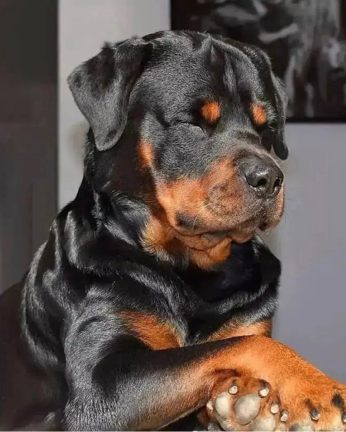 Rottweiler taking a nap in the living room of his owner 