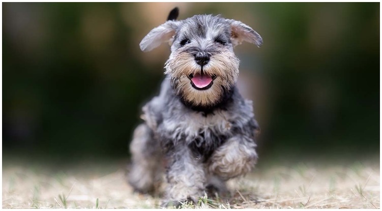 An absolutely adorable Teacup Miniature Schnauzer running around the park