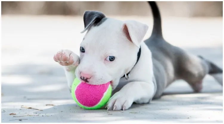 A teacup pitbull playing with a cute pink ball