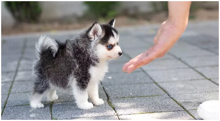 The most adorable teacup pomsky next to his owner