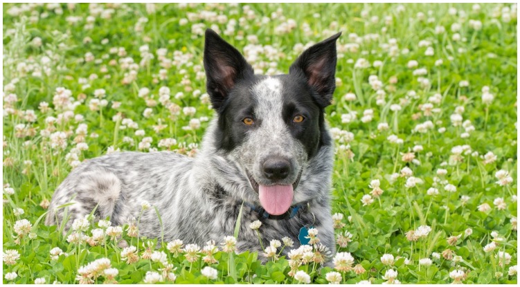 A texas heeler dog sitting in a field