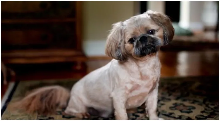 The Pugapoo looking curiously at his owner